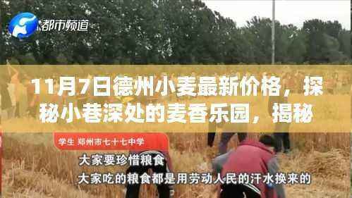 德州小麦最新价格揭秘,麦香乐园探秘之旅