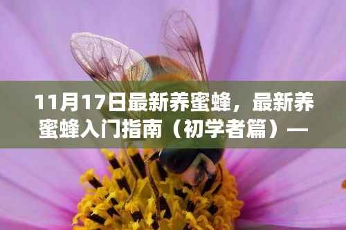 最新养蜜蜂入门指南(初学者篇)——11月17日专版