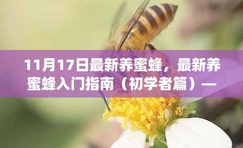 最新养蜜蜂入门指南(初学者篇)——11月17日专版