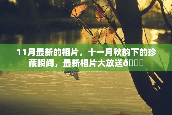 十一月秋韵下的珍藏瞬间,最新相片大放送