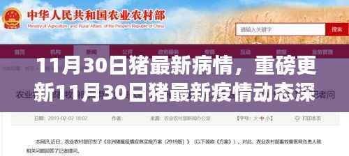 11月30日猪疫情最新动态深度解析，养猪人必备指南