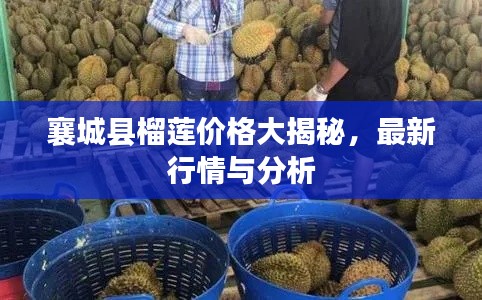 襄城县榴莲价格大揭秘,最新行情与分析