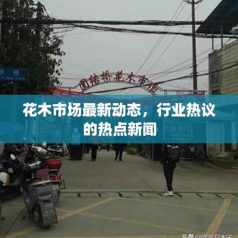 花木市场最新动态,行业热议的热点新闻
