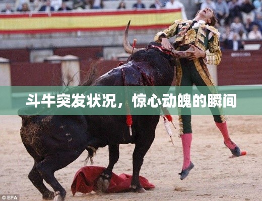 斗牛突发状况,惊心动魄的瞬间