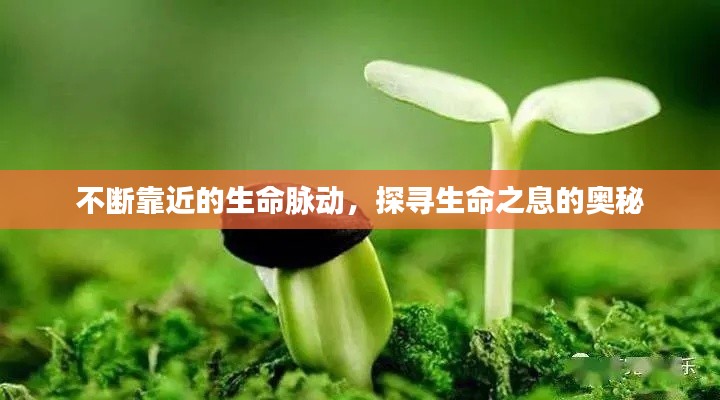 不断靠近的生命脉动,探寻生命之息的奥秘