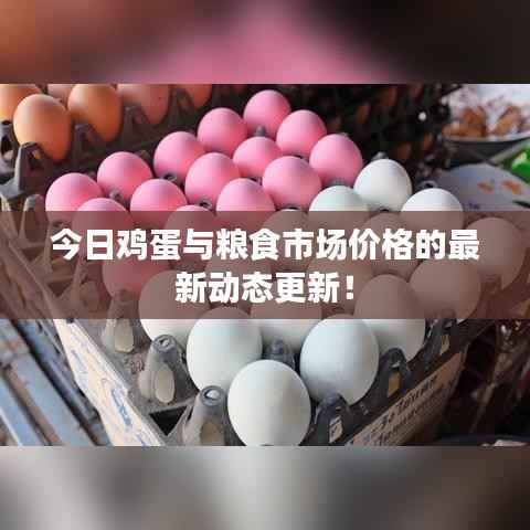 今日鸡蛋与粮食市场价格的最新动态更新!