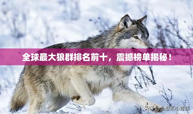 全球最大狼群排名前十,震撼榜单揭秘!