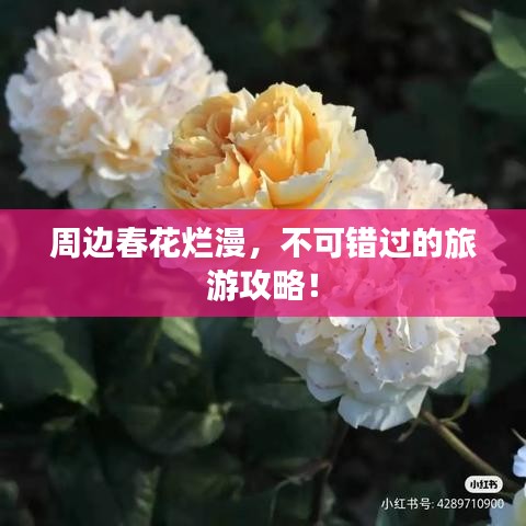 周边春花烂漫,不可错过的旅游攻略!
